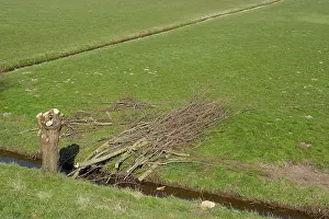 Ditch: Willow