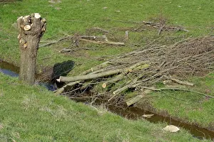 Ditch: Willow
