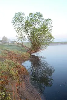 Salix: Willow
