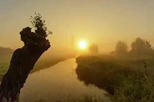 Salix: Willow