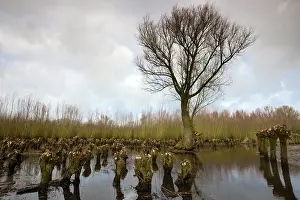 Salix: Willow