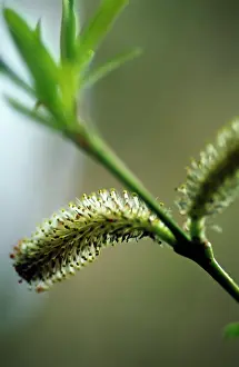 Salix: Willow