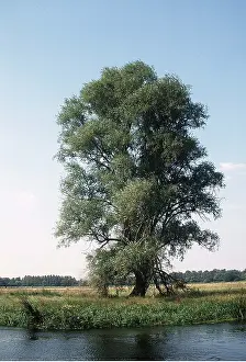 Ardea London: WILLOW