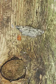 Beauties: Willow Beauty Moth