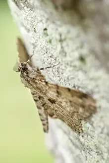 250417: Willow Beauty Moth, Norfolk UK
