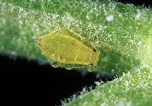 Carrot: Willow carrot aphid