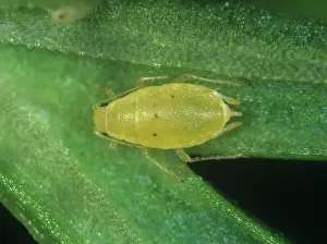 Carrot: Willow carrot aphid