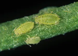 Carrot: Willow carrot aphids