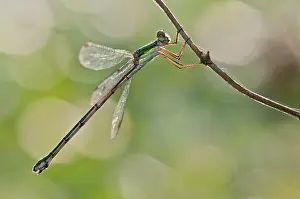 Damselflies: Willow Emerald Damselfly female