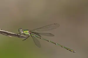 Damselflies: Willow Emerald Damselfly male