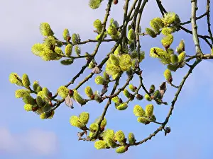Salicaceae: Willow in flower, willow catkins, spring bloomers