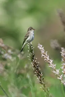 Empidonax: Willow Flycatcher