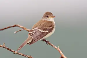 Empidonax: Willow Flycatcher