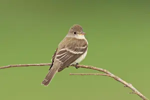 Empidonax: Willow Flycatcher