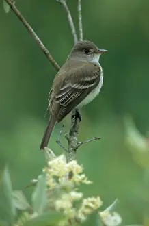 Ohio: Willow Flycatcher
