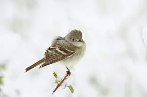 Empidonax: Willow Flycatcher (Empidonax traillii) in springtime