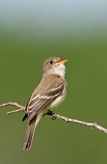 Empidonax: Willow Flycatcher - singing