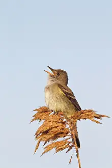 Empidonax: Willow Flycatcher - singing - spring