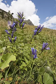 Gentiana: Willow gentian (Gentiana asclepiadea), growing