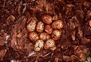 Anne Trap- Lind: WILLOW GROUSE NEST - with eggs