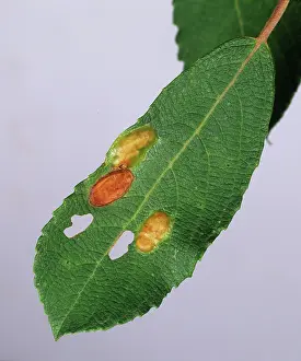 Acari: Willow leaf gall mite galls