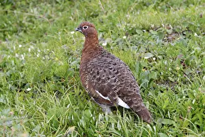 Grouses: Willow Ptarmigan