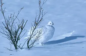 Tetraonidae: Willow Ptarmigan