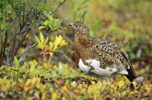 Territories: Willow Ptarmigan