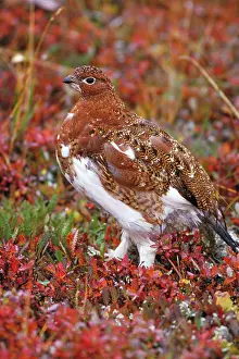 Ptarmigans: Willow ptarmigan