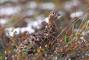 Ptarmigans: Willow Ptarmigan