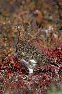 Ptarmigans: Willow Ptarmigan - well camouflaged in autumn colored tundra