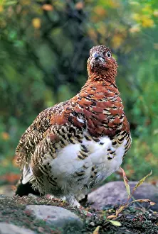 Ptarmigans: Willow Ptarmigan in fall plumage standing in tundra