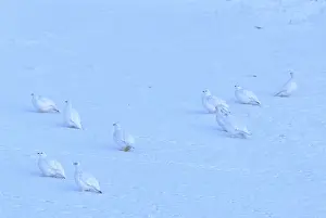 Ptarmigans: Willow Ptarmigan flock