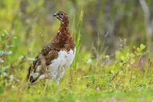 Ptarmigan: Willow ptarmigan at home in the arctic tundra of Northern