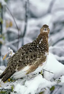 Ptarmigans: Willow Ptarmigan (Lagopus lagopus)