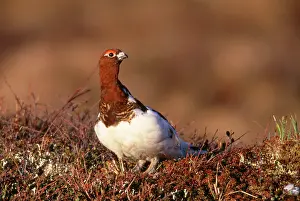 Ptarmigans: Willow Ptarmigan - male