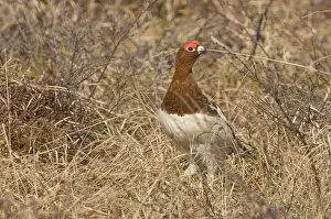 Ptarmigans: Willow ptarmigan male