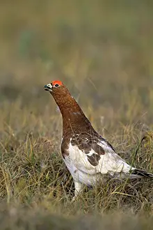 Ptarmigans: Willow Ptarmigan - male calling