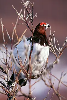 Ptarmigans: Willow Ptarmigan - Male, mating plummage