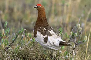 Ptarmigans: Willow Ptarmigan - male on tundra