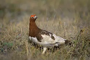Ptarmigans: Willow Ptarmigan - male on tundra