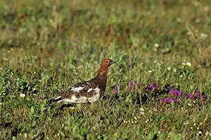 Ptarmigans: Willow Ptarmigan - male on tundra
