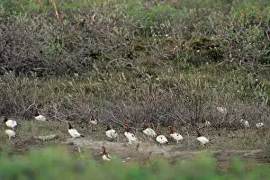 Ptarmigans: Willow Ptarmigan - males in willows along old stream