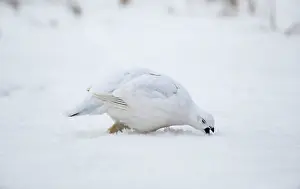 Ptarmigans: Willow Ptarmigan - winter plumage