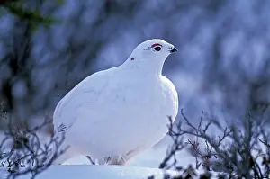 Ptarmigans: Willow Ptarmigan in winter plumage standing in tundra