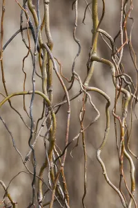Salix: Willow, Red twisted willow, Salix erythroflexuosa