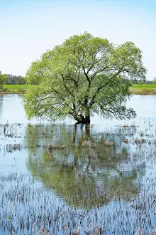 Course: Willow (Salix) standing in the water, Elbe meadows