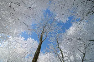 Populus: Willow sp