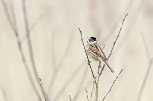 Schoeniclus: Willow sp