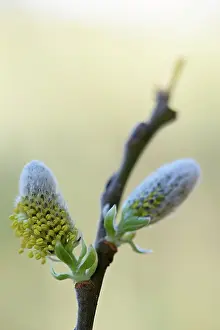 Catkin: Willow sp